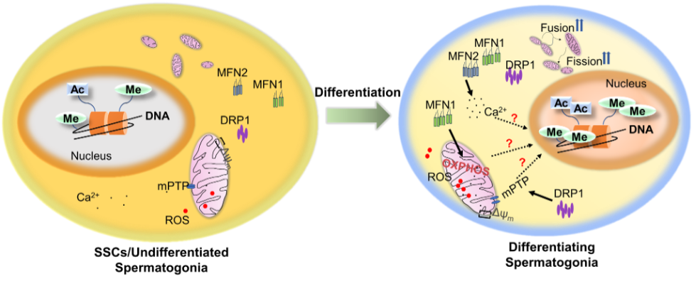 Mitochondrial Dynamics.png